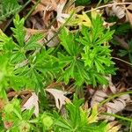 Potentilla argentea Leaf