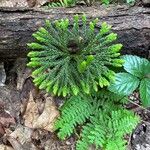 Lycopodium dendroideum Foglia