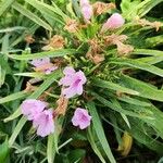 Ruellia angustifolia Hàbitat