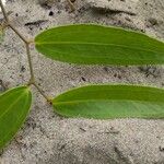 Smilax campestris Ліст