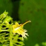 Collinsonia canadensis Blüte