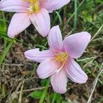 Zephyranthes robusta Flor