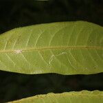 Guatteria tomentosa Feuille