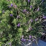 Lavandula multifida Flower