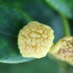 Hedycarya parvifolia Fruto