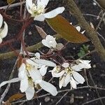 Amelanchier × lamarckii Цветок