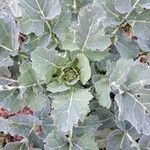 Brassica napus Blatt