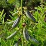 Crotalaria retusa Fruit