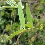 Vicia bithynica Φύλλο