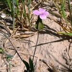 Gypsophila vaccaria Blüte