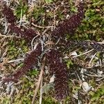 Pedicularis pyrenaica Leaf