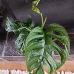 Monstera adansonii Liść