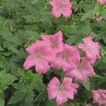 Geranium endressii Flower