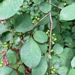 Lindera benzoin Blad