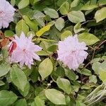 Rosa × damascena Cvet