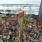 Sarracenia rubra Alkat (teljes növény)