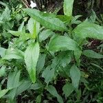 Helianthus × laetiflorus Habit