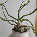 Tillandsia bulbosa Liść