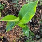 Canna glauca 葉