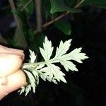 Artemisia vulgaris Lapas
