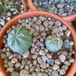 Euphorbia obesa Blatt