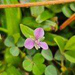 Murdannia nudiflora Çiçek