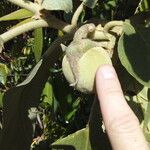 Solanum crinitum Frucht