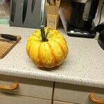 Cucurbita pepo Ffrwyth