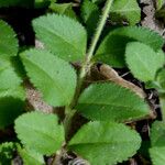 Veronica officinalis Foglia