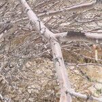 Vachellia hebeclada Кора