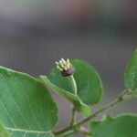 Monanthotaxis obovata Fruit