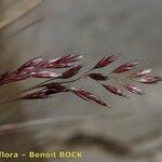 Festuca quadriflora Anders