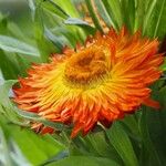 Xerochrysum bracteatum ᱵᱟᱦᱟ