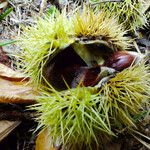 Castanea crenata 果實