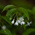 Wrightia religiosa Blomma