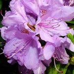 Rhododendron catawbiense Flower