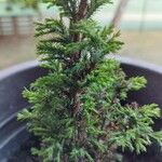 Juniperus chinensisDeilen