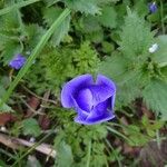 Anemone coronariaŽiedas