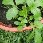 Potentilla norvegica Leaf