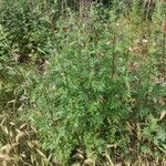 Artemisia vulgaris Habit