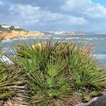 Chamaerops humilis Folha