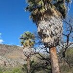 Washingtonia filifera পাতা