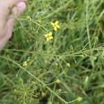 Camelina sativa Квітка