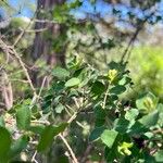 Lonicera iberica Leaf
