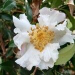 Camellia sasanqua Flower