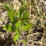 Potentilla inclinata Leaf
