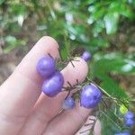 Dianella ensifolia Vrucht