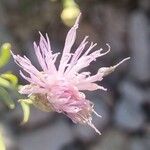 Cheirolophus intybaceus Flower