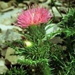 Carduus aurosicus Flower