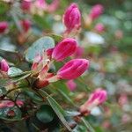 Rhododendron williamsianum Λουλούδι